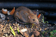 Ratte auf Kompost