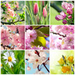 Foto: Beautiful spring flowers collage, nine photos Beautiful spring flowers collage, nine photos