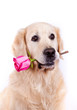 Dog with rose