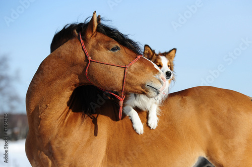 Photo: Red horse and dog are friends Red horse and dog are friends
