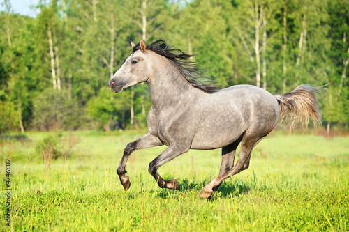 Photo: Grey horse runs gallop on the meadow Grey horse runs gallop on the meadow