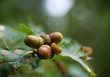 Nuts on tree