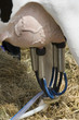 Milking a cow