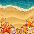 shells on the beach