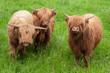 Three Highland Cows