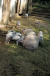 Foto: Bentheimer Landschweine (Sau mit Ferkeln) Bentheimer Landschweine (Sau mit Ferkeln)