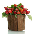 ripe hip roses with leaves in wooden vase, isolated on white