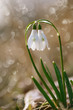 two lovely snowdrop flowers soft focus, perfect for postcard