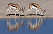 Springbok at a waterhole - Etosha - Namibia