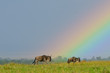 Wildebeest under rainbow