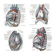 4 views of the heart and thoracic cavity,