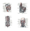 4 views of the head, back and spine,