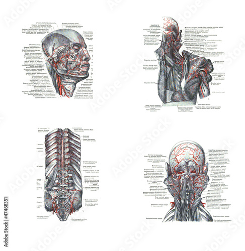 Illustration: 4 views of the head, back and spine, 4 views of the head, back and spine,