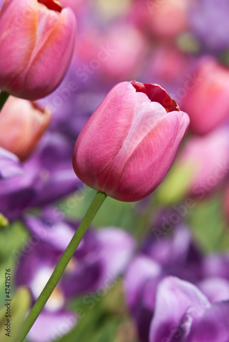 Photo: Spring tulips in pastel colors Spring tulips in pastel colors