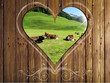 Wood, Cow Background
