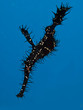 Photo: Ornate Ghost Pipefish (Solenostomus Paradoxis) Ornate Ghost Pipefish (Solenostomus Paradoxis)