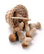 mushrooms in a basket