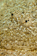 Photo: Leopard flounder (bothus pantherinus) Leopard flounder (bothus pantherinus)