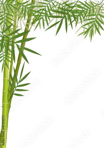 Vector: Feuilles_Bambou Feuilles_Bambou