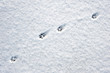 Cat footsteps