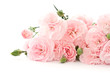 carnation flowers