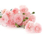 carnation flowers