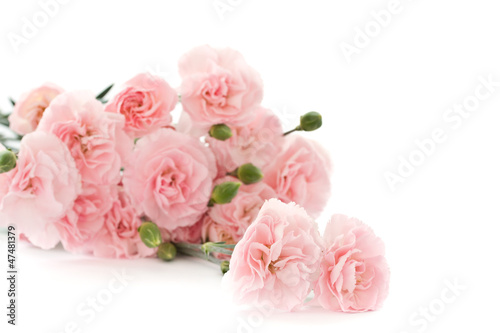 Photo: carnation flowers carnation flowers