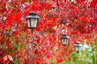 City lamp in autumn red leaves