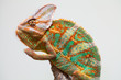 Yemen chameleon