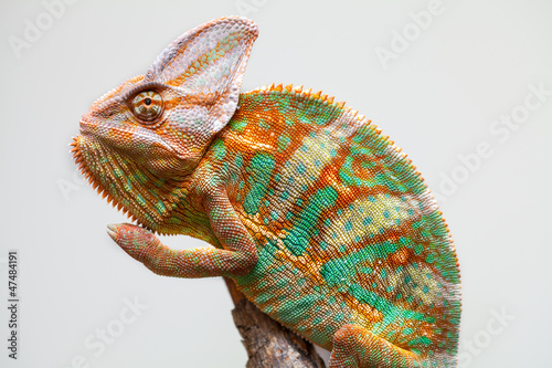 Photo: Yemen chameleon Yemen chameleon
