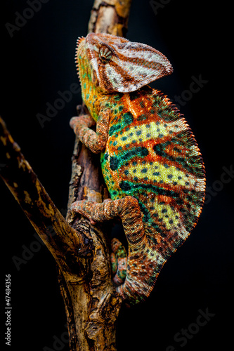 Photo: Yemen chameleon Yemen chameleon
