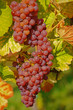 Roséweintrauben