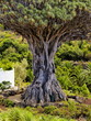 Dragon Tree(Drago Milenario), Icod de los Vinos, Tenerife