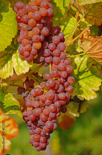 Photo: Roséweintrauben Roséweintrauben