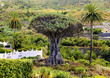 Dragon Tree(Drago Milenario), Icod de los Vinos, Tenerife