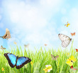 Spring meadow