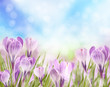 Crocuses