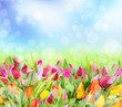  Beautiful tulips field