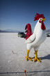Foto: Fake rooster Fake rooster