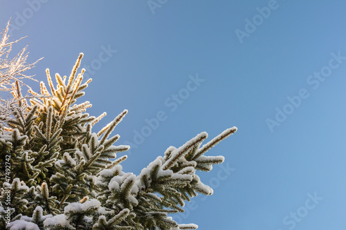 Photo: Snow covered fir branches in winter Snow covered fir branches in winter