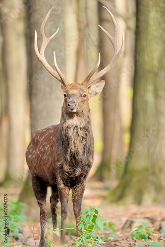 Photo: Deer in autumn forest Deer in autumn forest