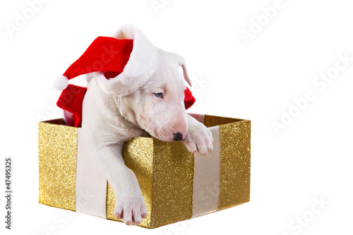 Photo: Sweet puppy in Christmas present box isolated over white Sweet puppy in Christmas present box isolated over white