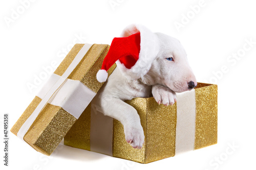 Photo: Sweet puppy in Christmas present box isolated over white Sweet puppy in Christmas present box isolated over white