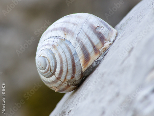 Snail Shell Weathered © ollirg