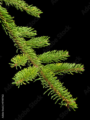 Photo: Fir tree barnch Fir tree barnch