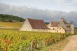vignoble de bourgogne