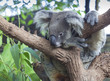 Photo: Curious koala Curious koala