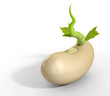 Germinating Bean Close Up Perspective