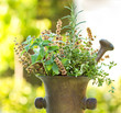 Foto: Fresh and dry herbs - spices Fresh and dry herbs - spices