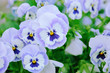 Violet pansy